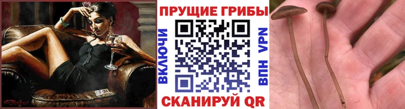 Галлюциногенные грибы Psilocybe  Палласовка 